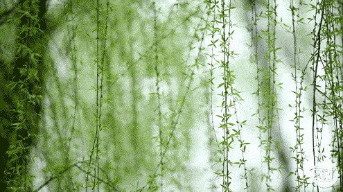 怎么也飞不出，“花(huā)花(huā)”的世界 ——踏青赏花(huā)指南攻略@春天里可(kě)爱的你